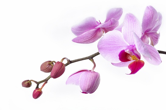 Logo bestehend aus einer rosanen Orchidee